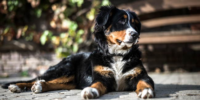 Assurance Bouvier Bernois, choisir la bonne mutuelle santé pour votre chien
