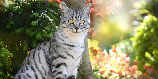 Les Races De Chat César Félix