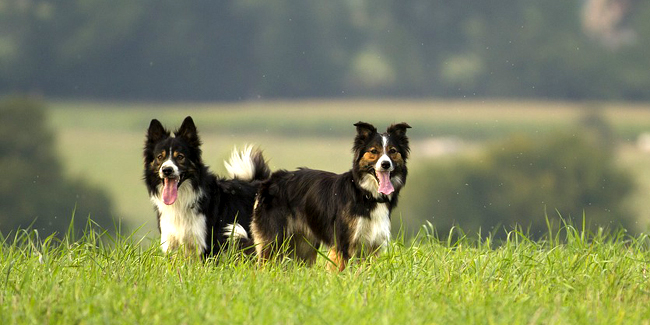 Alimentation Du Chien Et Du Chat Quelles Sont Les Règles à