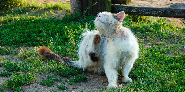 Faire Euthanasier Son Chat Pourquoi Quand Comment