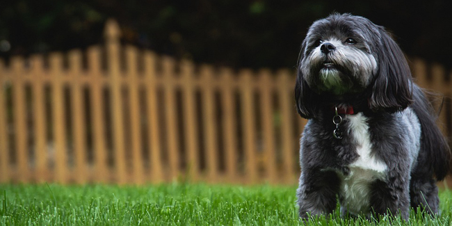 Les Races De Chien César Félix