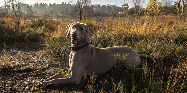 Les Races De Chien César Félix