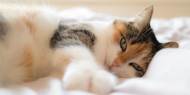 Le Lymphome Felin Cancer Du Chat Symptomes Traitement Et Prevention