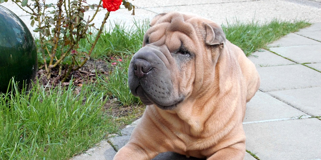 Les Races De Chien César Félix