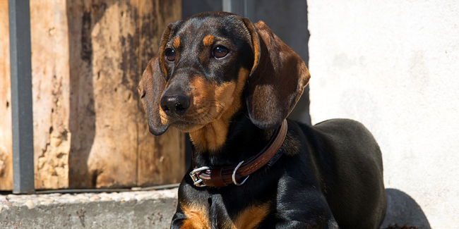 Teckel caract re origine et sant Race de Chien