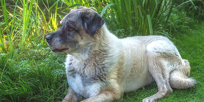 Kangal caract re origine et sant Race de Chien