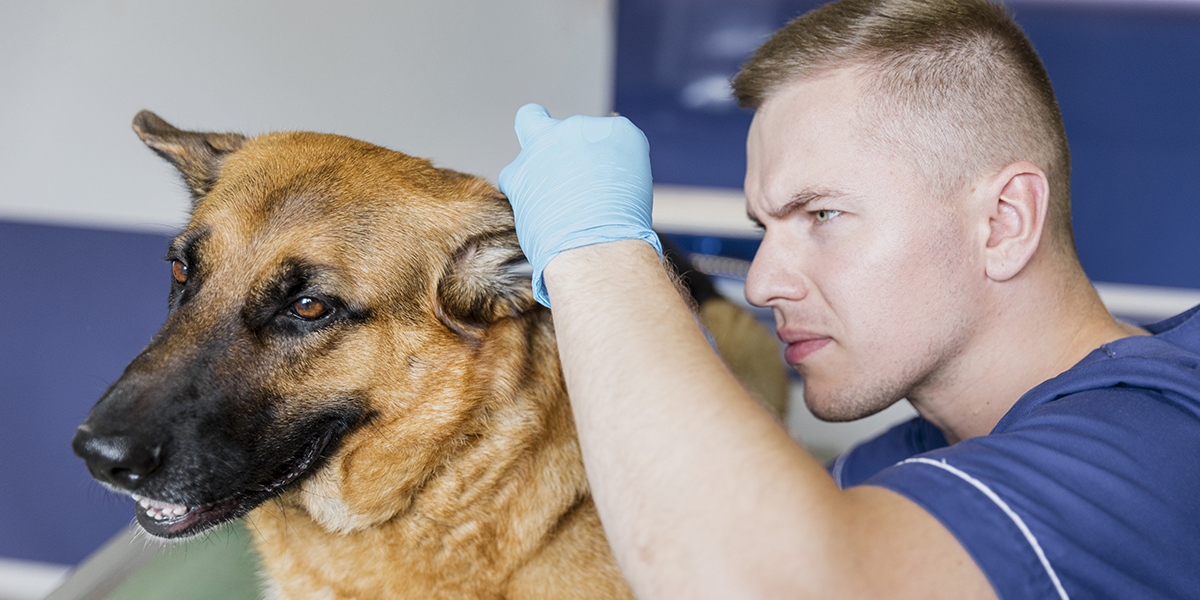 Comment économiser sur les frais vétérinaires avec une assurance pour animaux de compagnie ?