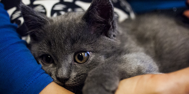 Comment Donner Un Medicament A Son Chat